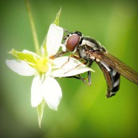 /album/pesca-san-miguel-del-pino-el-molino/photolia-a02-jpg/